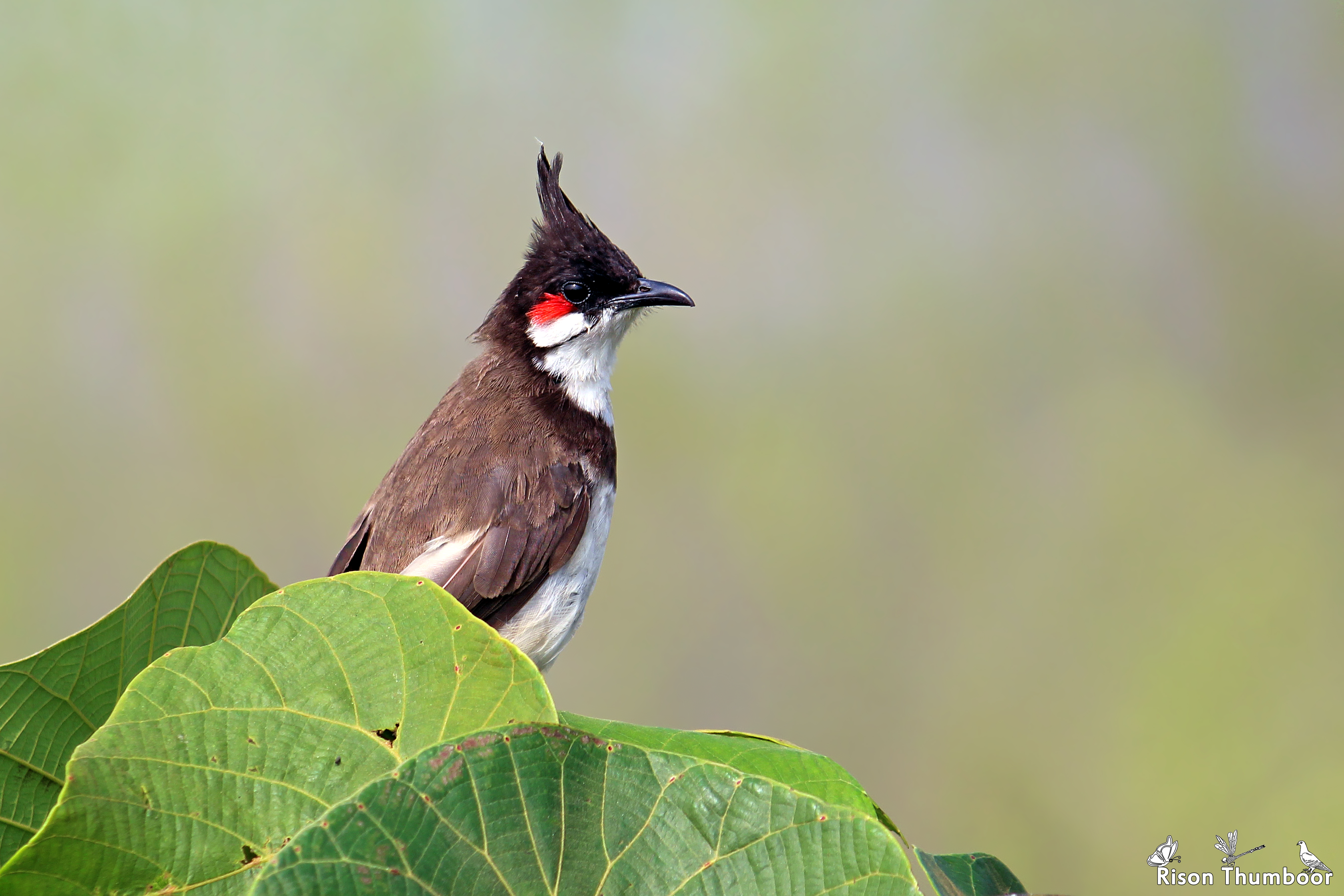 Red-whiskered bulbul - Wikipedia