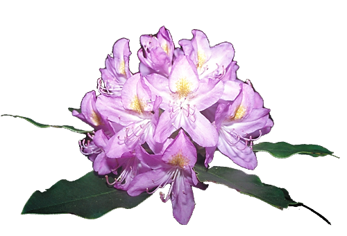 File:Rododendro.png