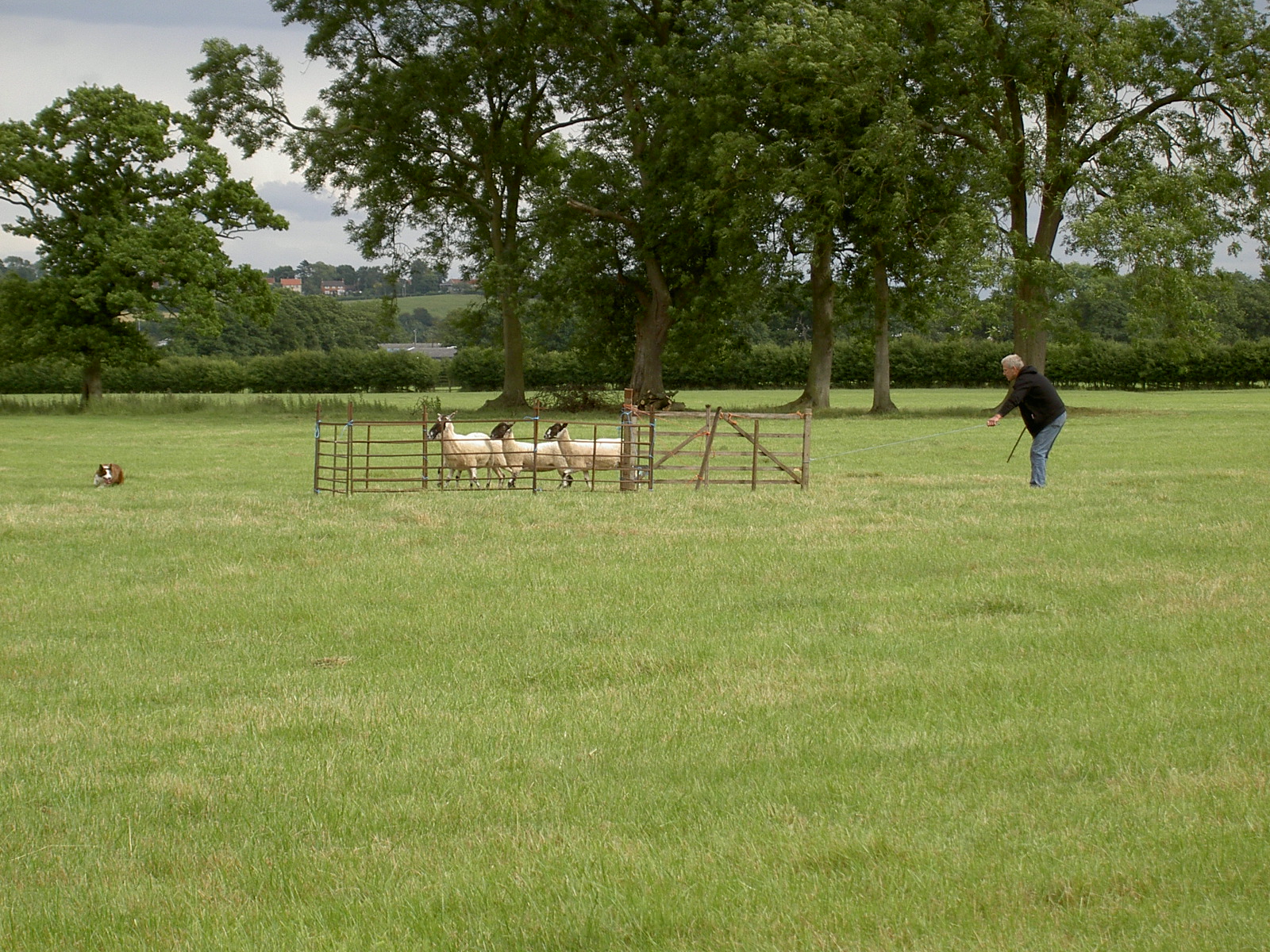 Ryedale Show