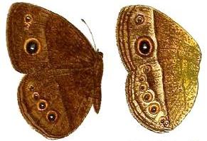 <i>Heteropsis perspicua</i> Species of butterfly