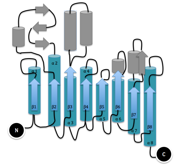 File:Single Domain of Dispersin B.png