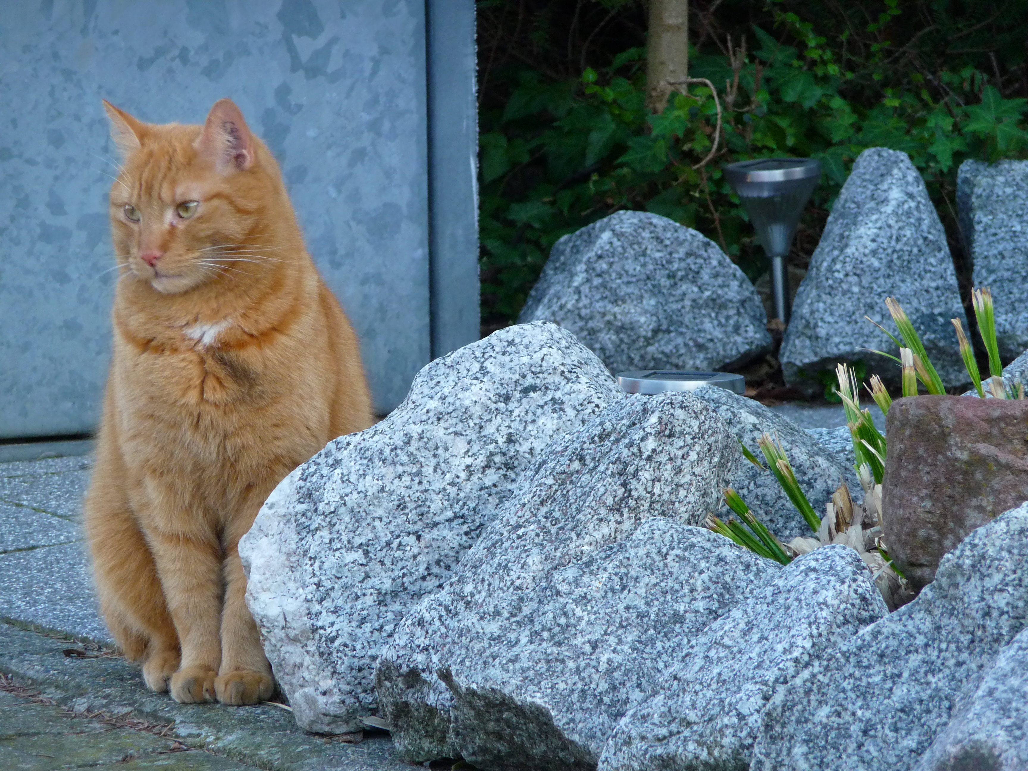 File:Skeptischer roter Kater.JPG - Wikipedia