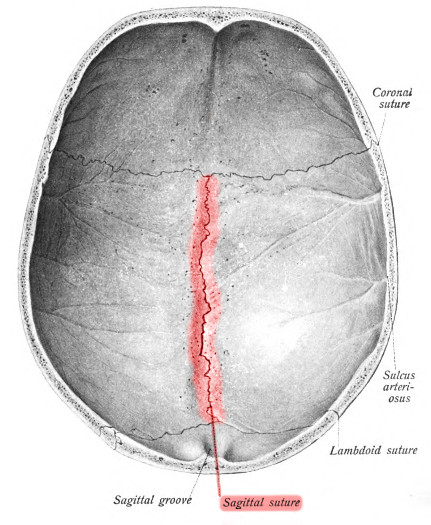 sagittal suture