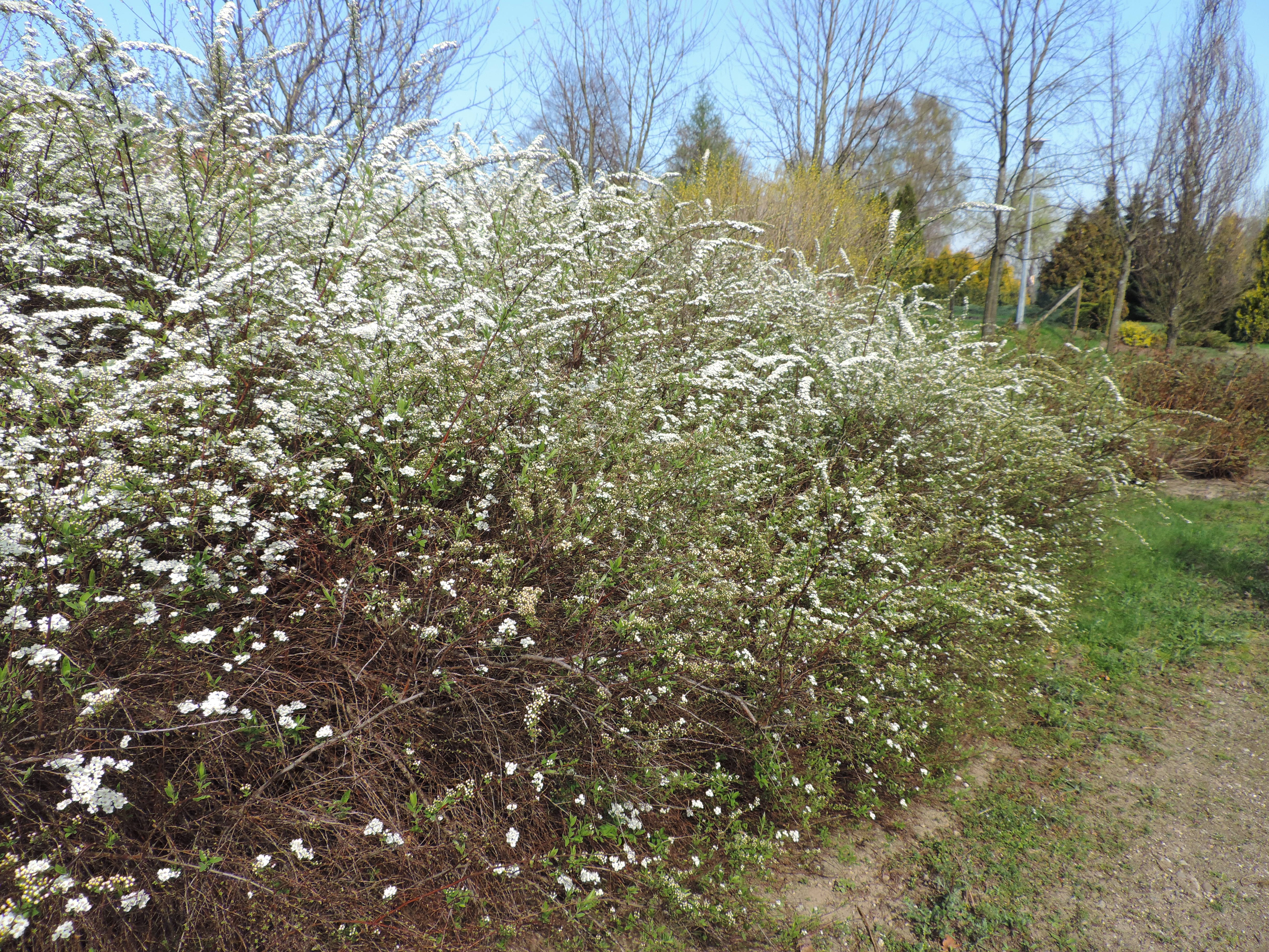 Спирея Грефшейм. Спирея серая, пепельная, Тавалга серая (Spiraea×cinérea) плод. Spiraea cinerea Grefsheim осенью. CRP_Spiraea_cinerea_Grefsheim 439__329.