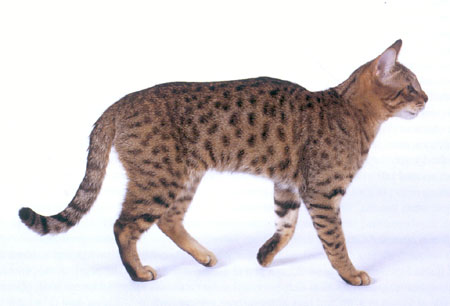 south american large cats