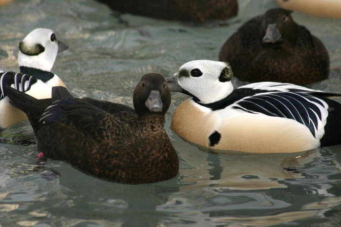 File:Steller's Eider1.jpg