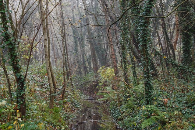 File:Stream, Rea's Wood, Antrim - geograph.org.uk - 614982.jpg