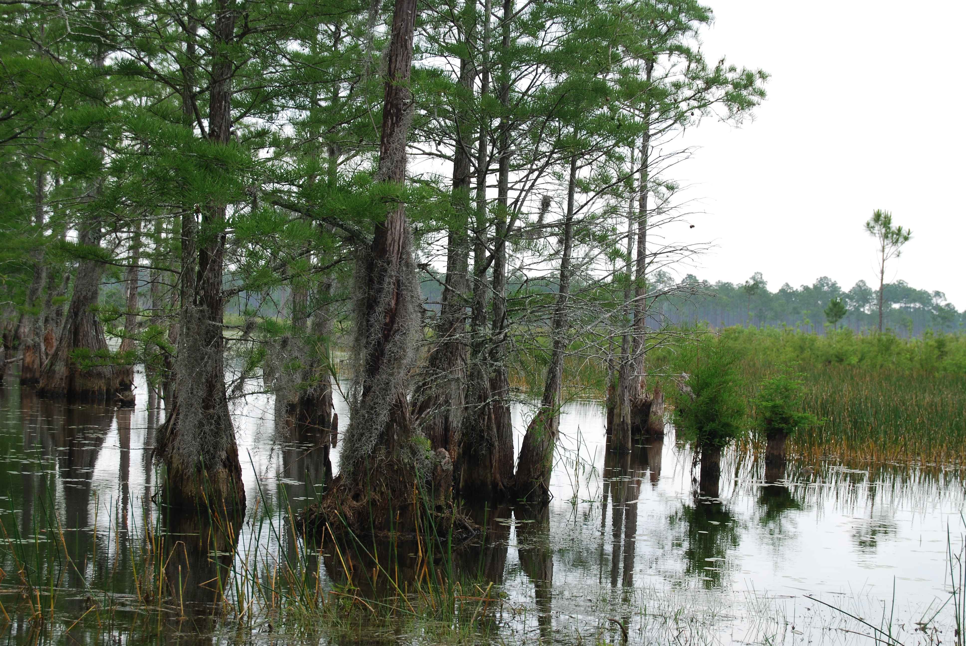 types of plants in swamps