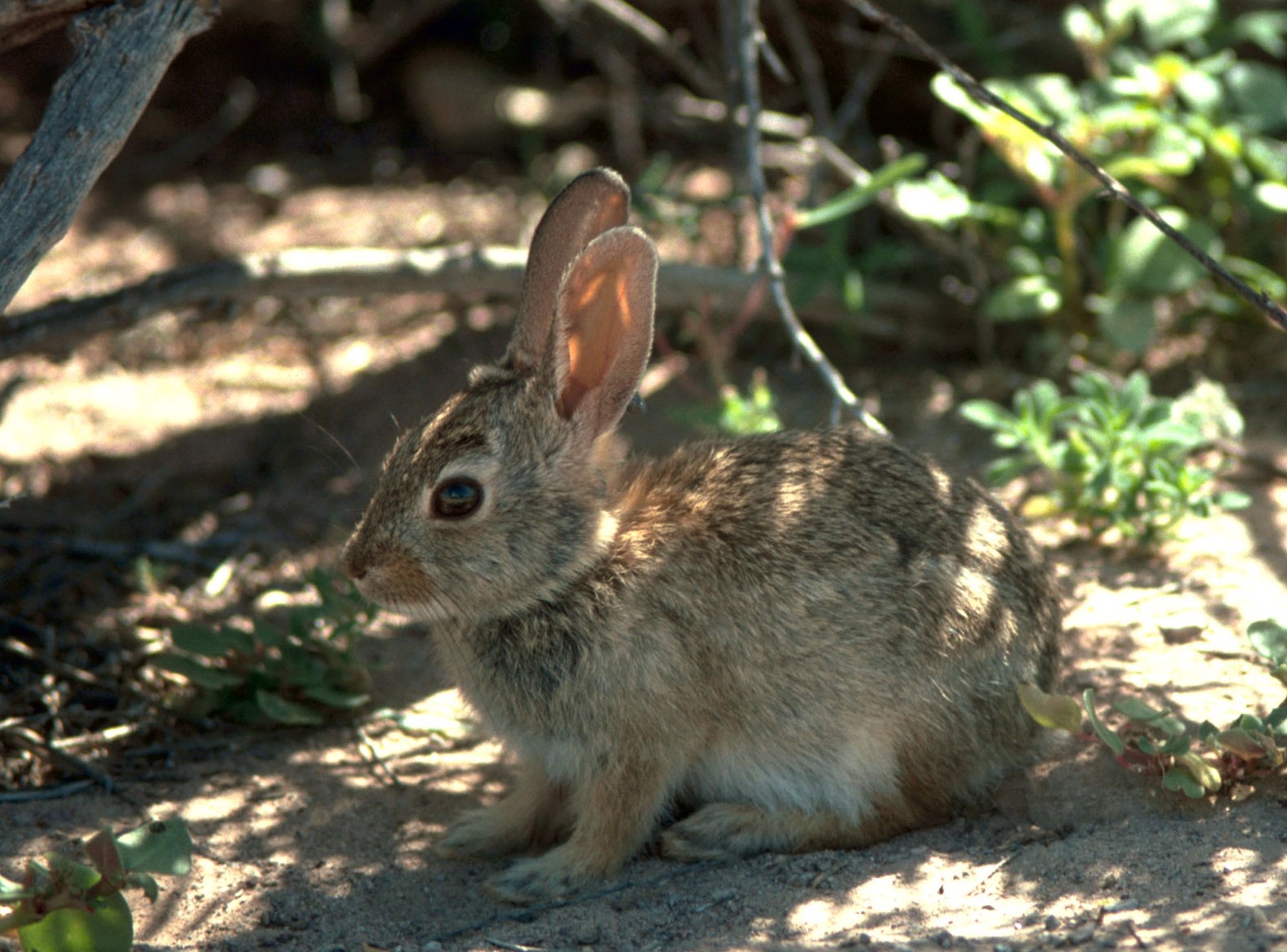 Кролики — Википедия
