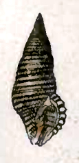 <i>Teralatirus roboreus</i> Species of gastropod