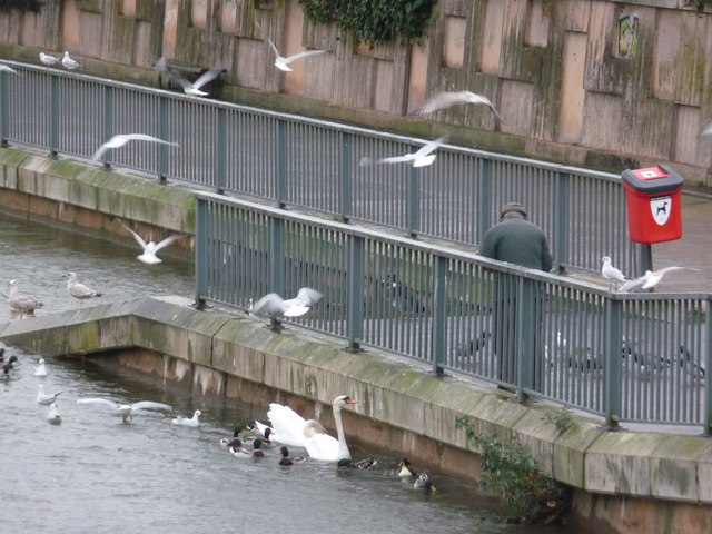 File:Tiverton , River Exe, Seagulls, Ducks and Swans - geograph.org.uk - 1601886.jpg