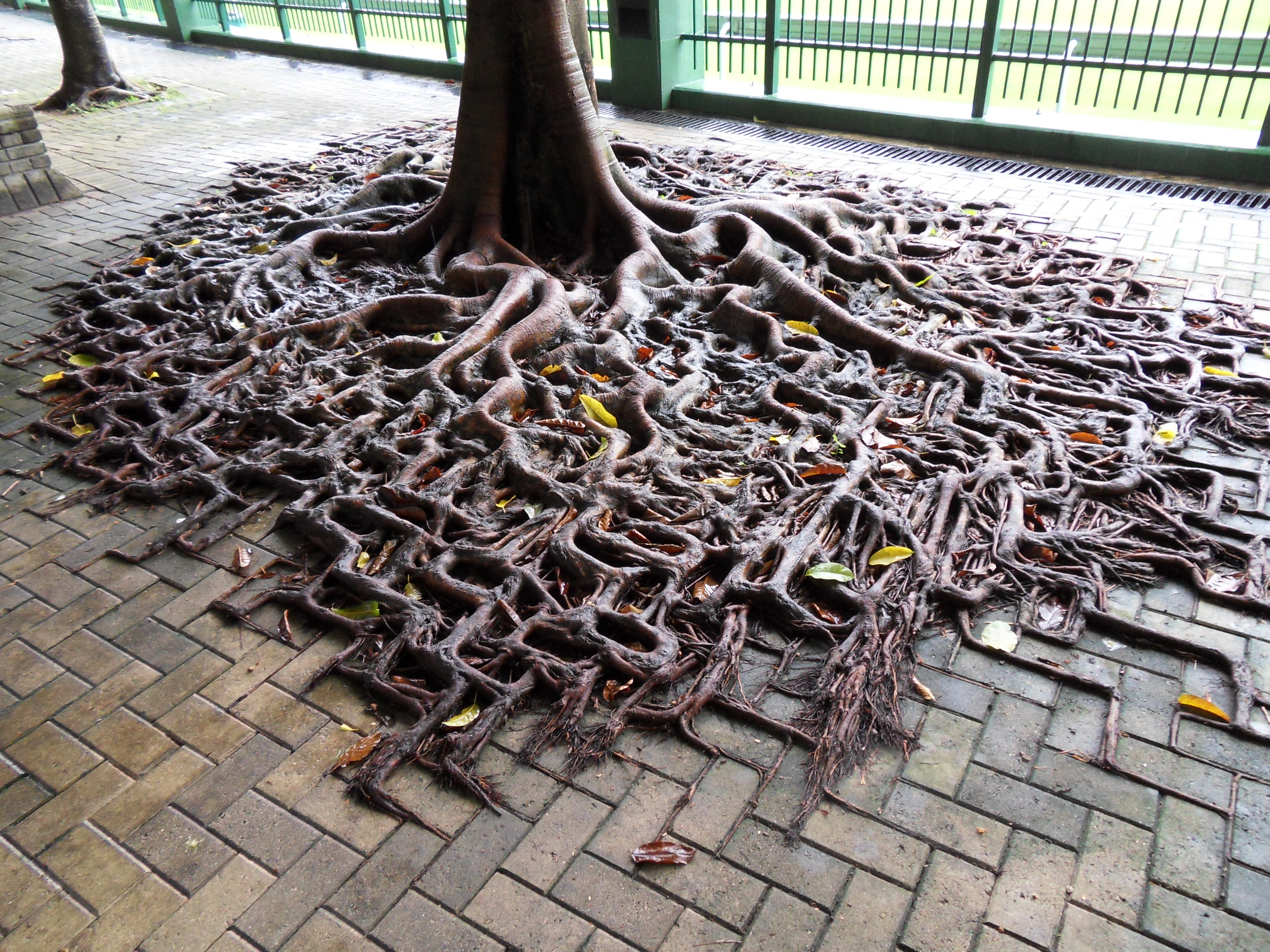 Object rooted. Необычные корни деревьев. Переплетенные корни деревьев. Корни д. Креативное дерево.