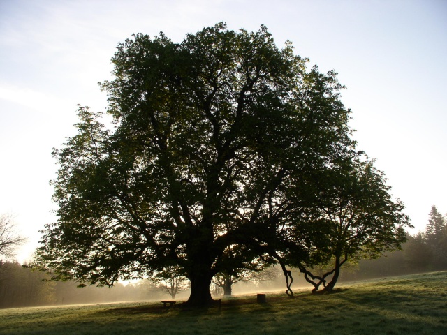 File:Tree in Dun na Rí Forest Park, near Kingscourt, Co. Cavan - geograph.org.uk - 995732.jpg
