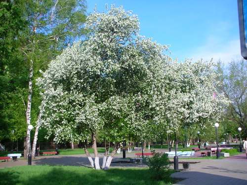 File:Tyumen Spring 2006.jpg