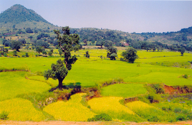 File:View of fields at Araku Valley.jpg