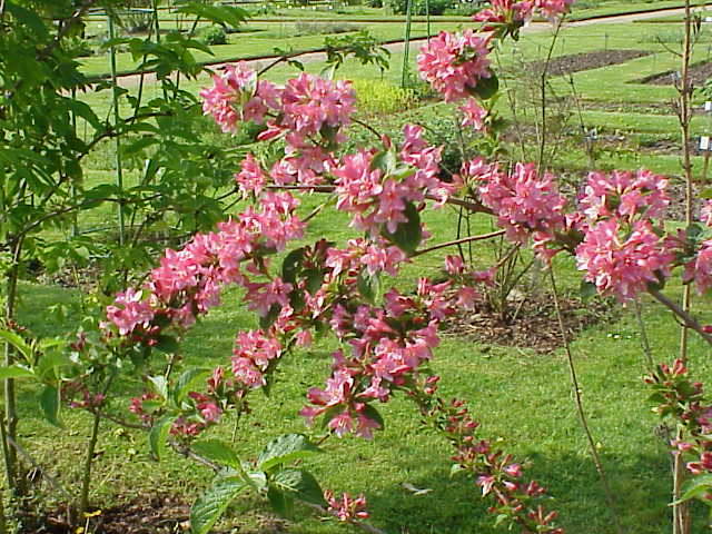 File:Weigela florida2.jpg