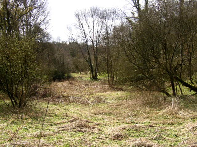 File:Woodland glade, Hurtmore Bottom, Shackleford - geograph.org.uk - 171802.jpg