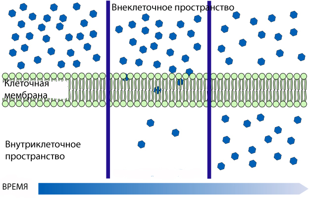 File:Схема простой диффузии.jpg