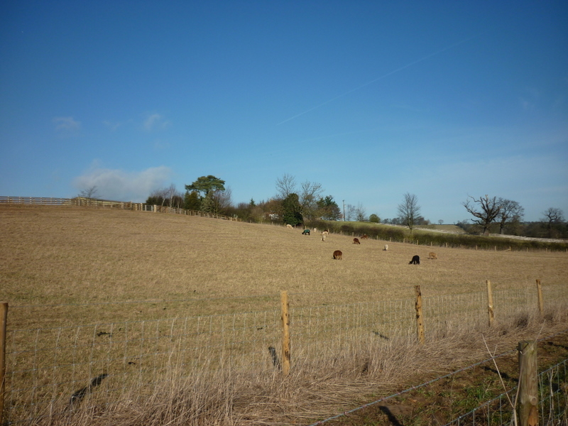 File:A field near Crambe Grange - geograph.org.uk - 2262298.jpg