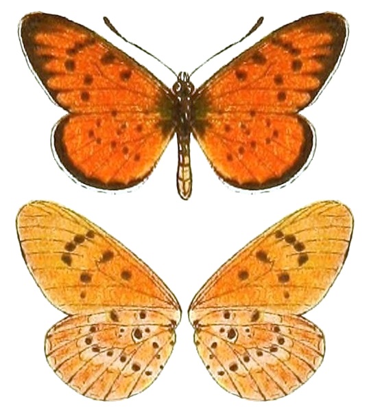 AcraeaSpecies2, Acraea zitja