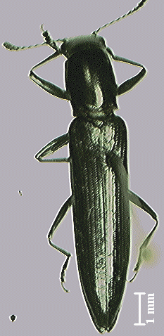 File:AcropteroxysGracilis488.png