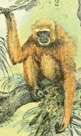 File:Adolphe Millot mammiferes A (2-Agile gibbon).jpg