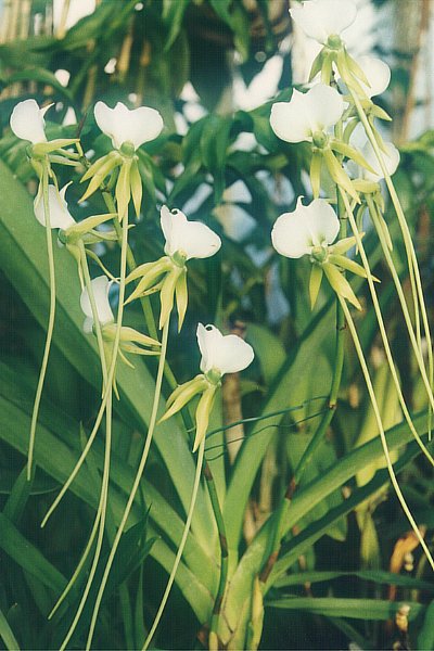 File:Angraecum eburneum longicalcar.jpg