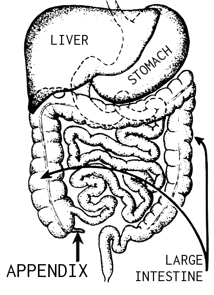 File:Appendix (PSF).png