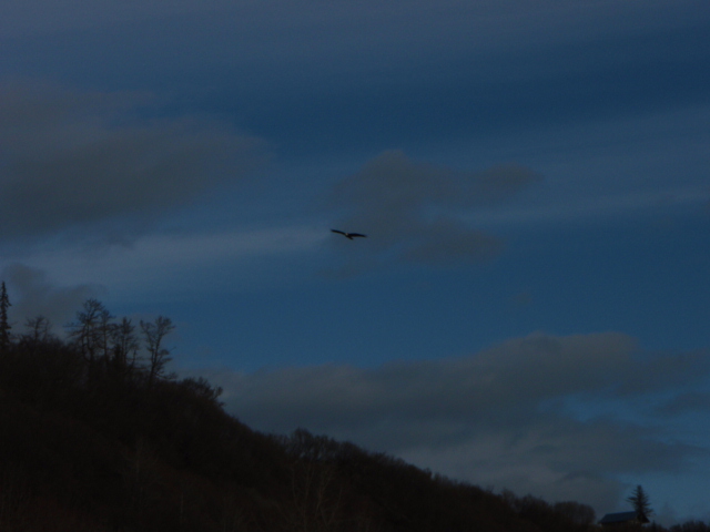 File:Bald Eagle soaring alone the beach area at Whiskey Gulch, Alaska 5-09 - panoramio.jpg