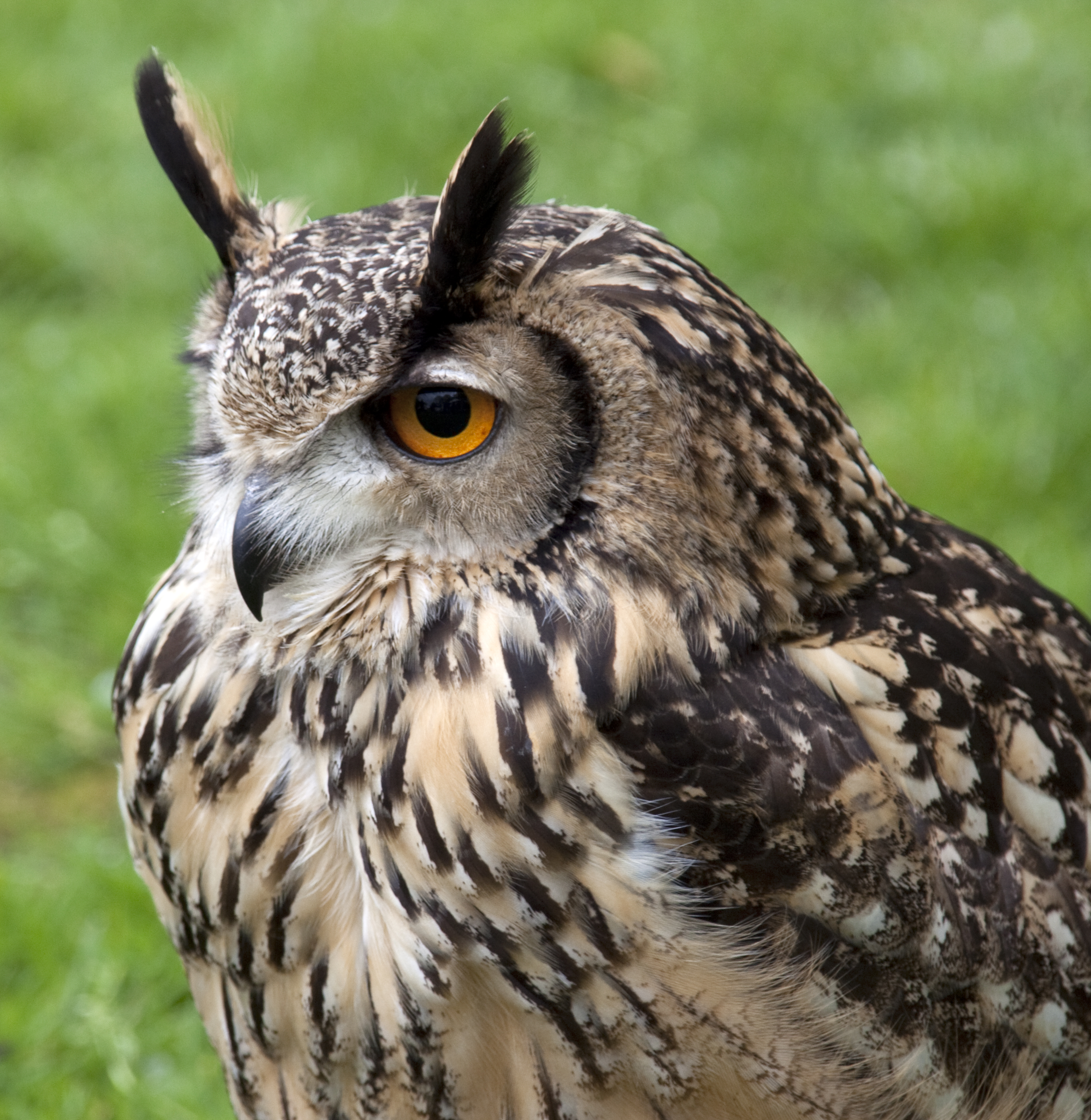 File Bengal Eagle Owl 2 4571105196 Wikimedia Commons