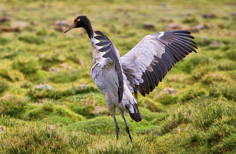 File:Black-necked Crane (Grus nigricollis).jpg