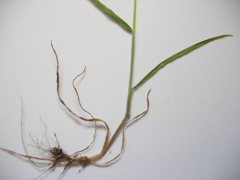 File:Bromus hordeaceus unten.jpeg