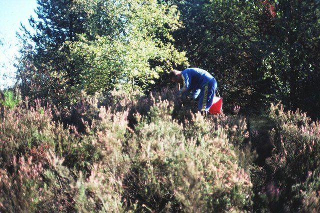 File:Brownhills Common - geograph.org.uk - 226115.jpg