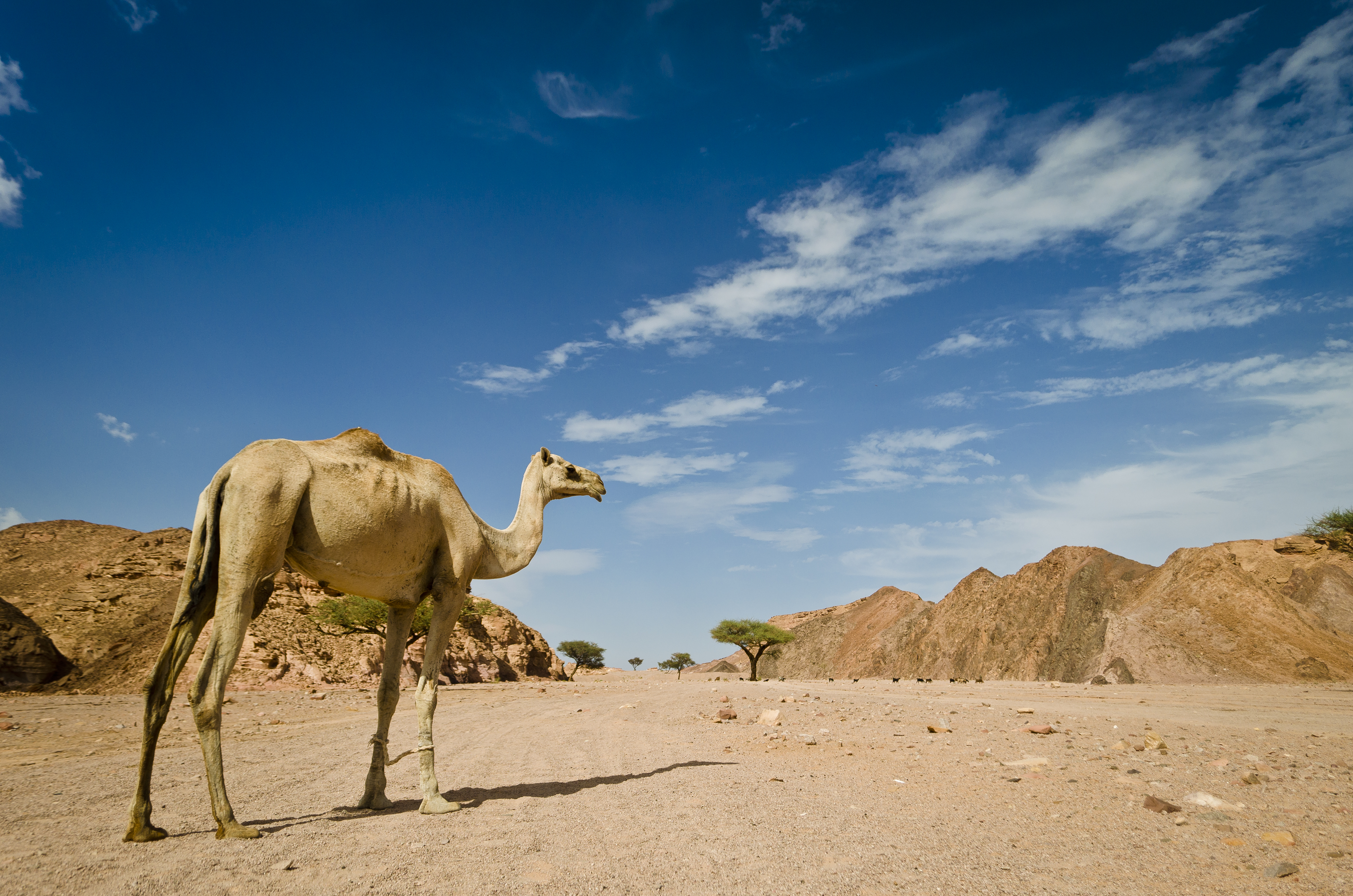 camels in the desert