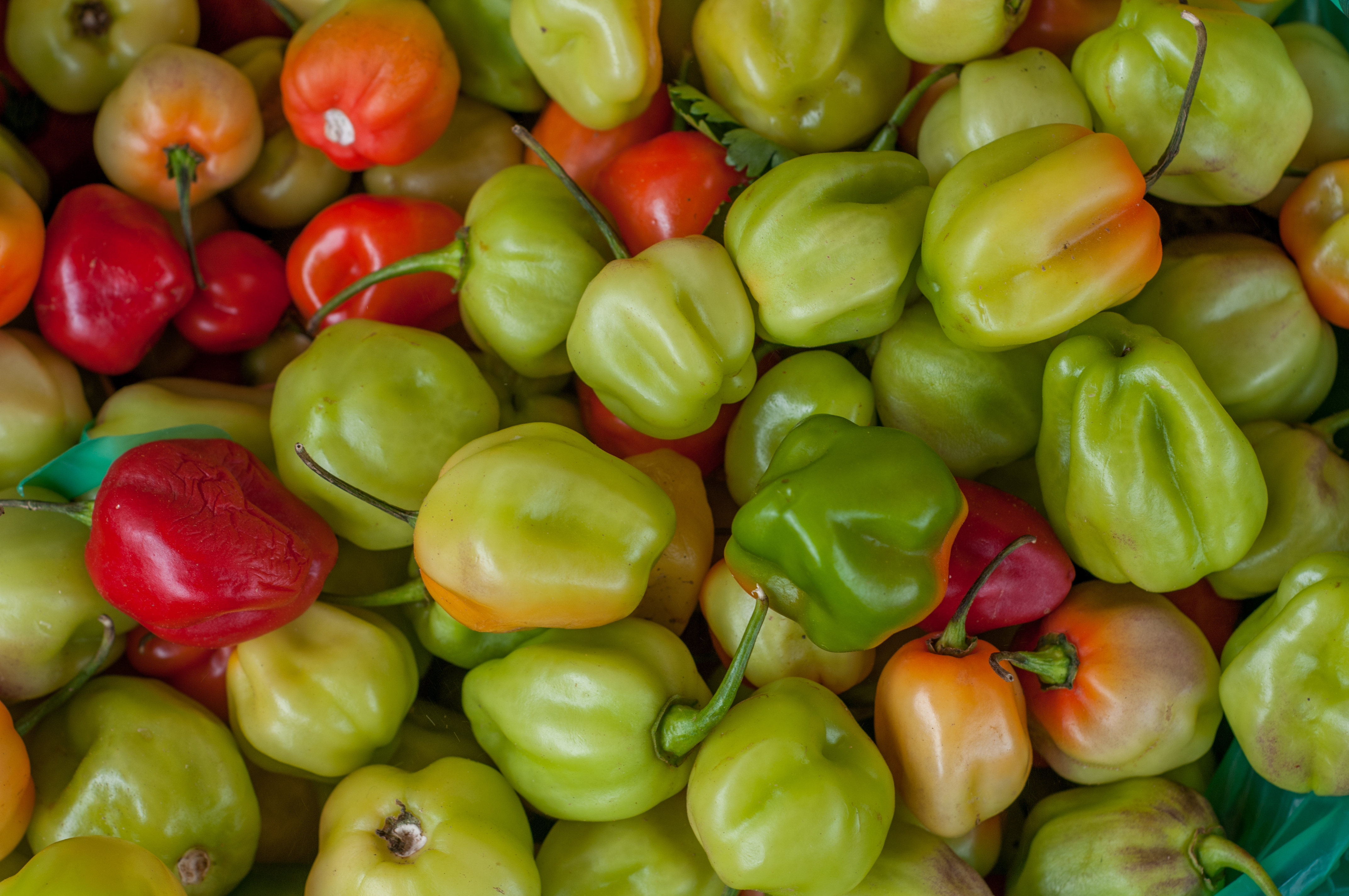 File:Green-Bell-Pepper.jpg - Wikimedia Commons