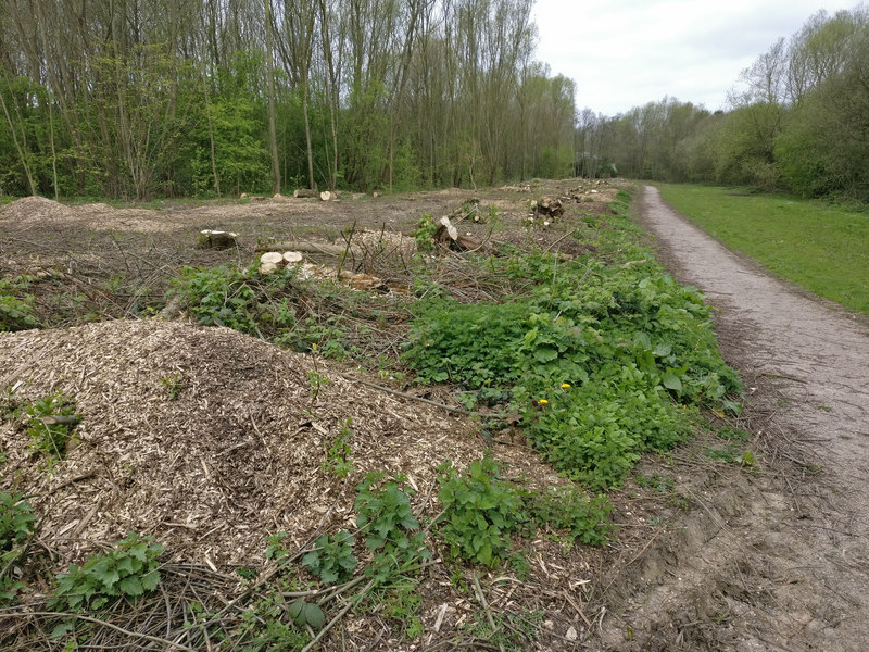 File:Cleared woodland at the Osiers Nature Area - geograph.org.uk - 5340507.jpg