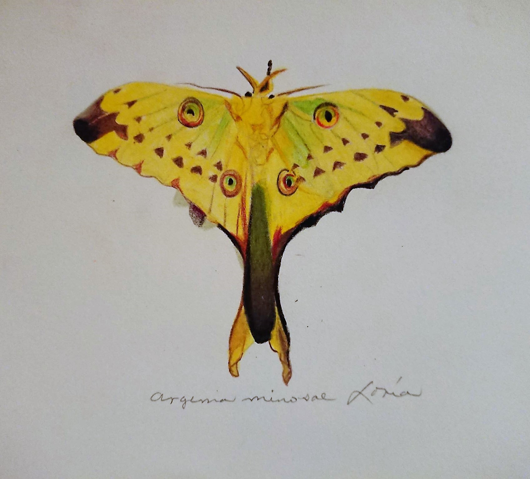 File:Colección Mariposas, flores aladas. Argema mimosae obra del pintor José  Luis Loría Mé - Wikimedia Commons