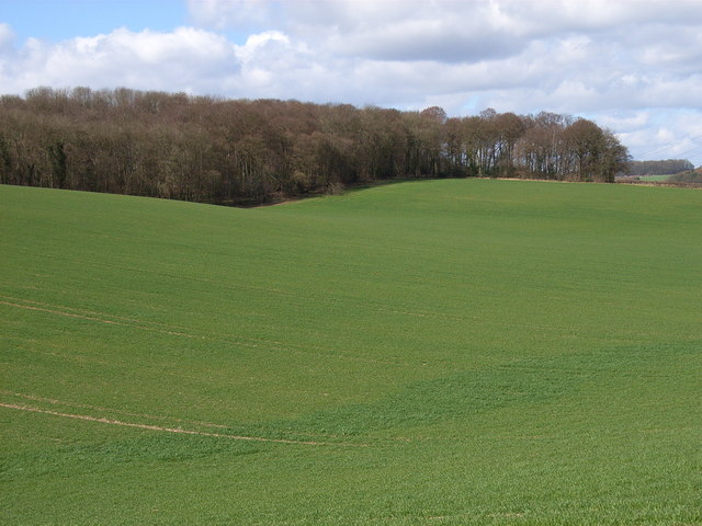 File:Coleman's Wood - geograph.org.uk - 149864.jpg