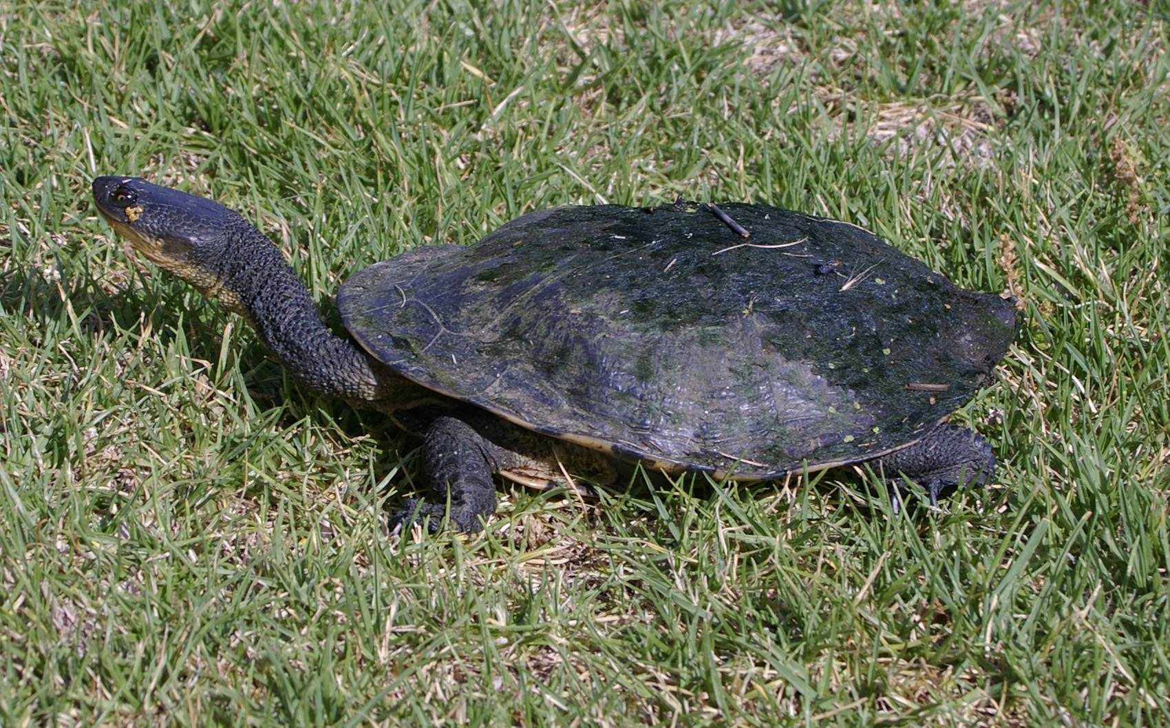 File Common Snakeneck Turtle Chelodina Longicollis 2 Jpg Wikimedia Commons