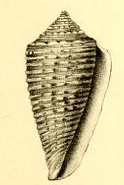 <i>Conus grangeri</i> Species of sea snail