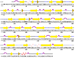 Secondary structure using Database of Secondary Structure Program Coronin-1a Secondary Structure From (DSSP).png