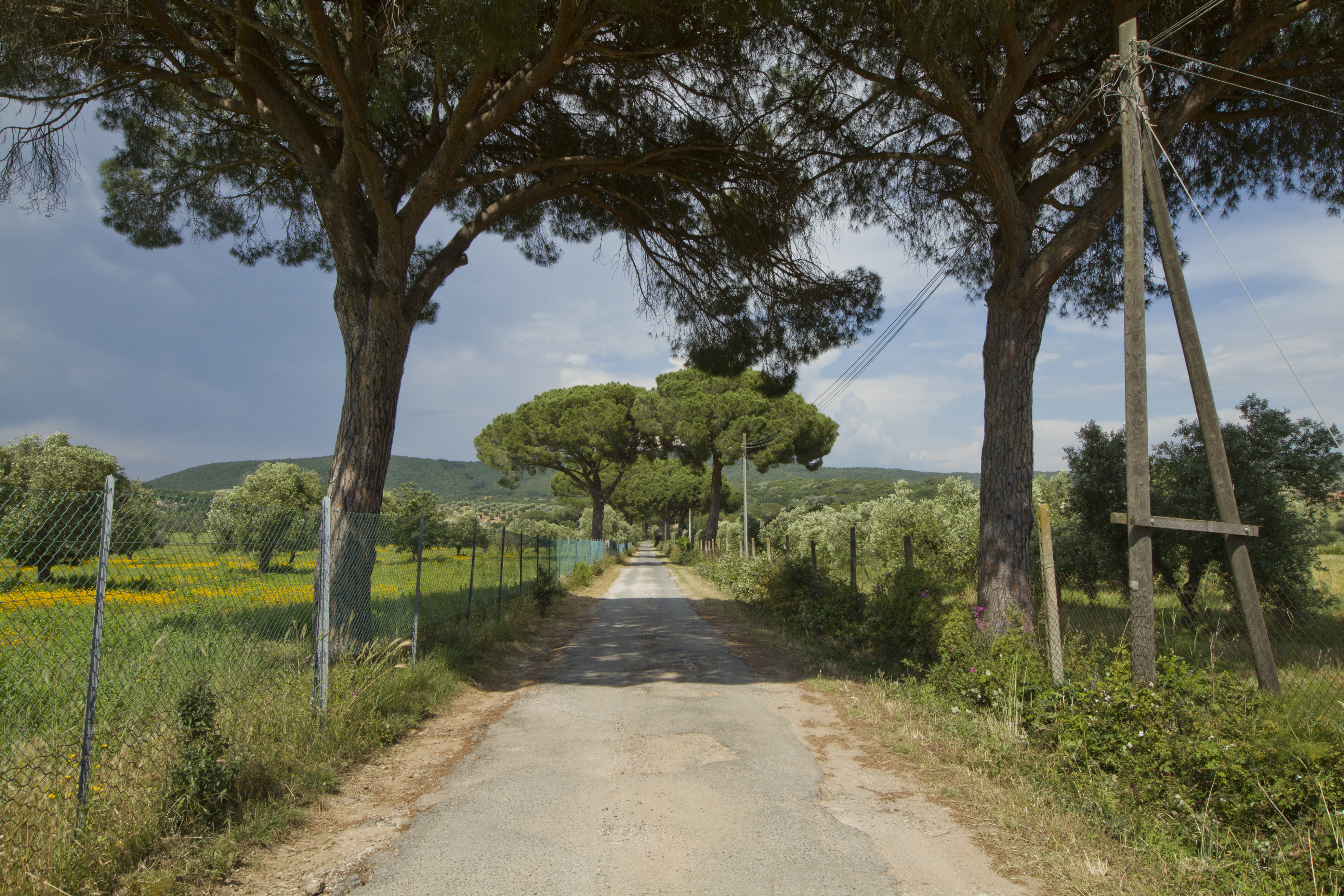 Country road, Natural Park of Maremma, Via Bersagliere, Alberese Grosseto, Tuscany