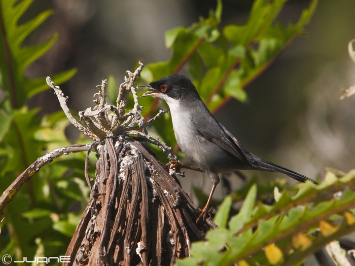 File:Curruca Cabecinegra, Sylvia melanocephala (4123902911).jpg