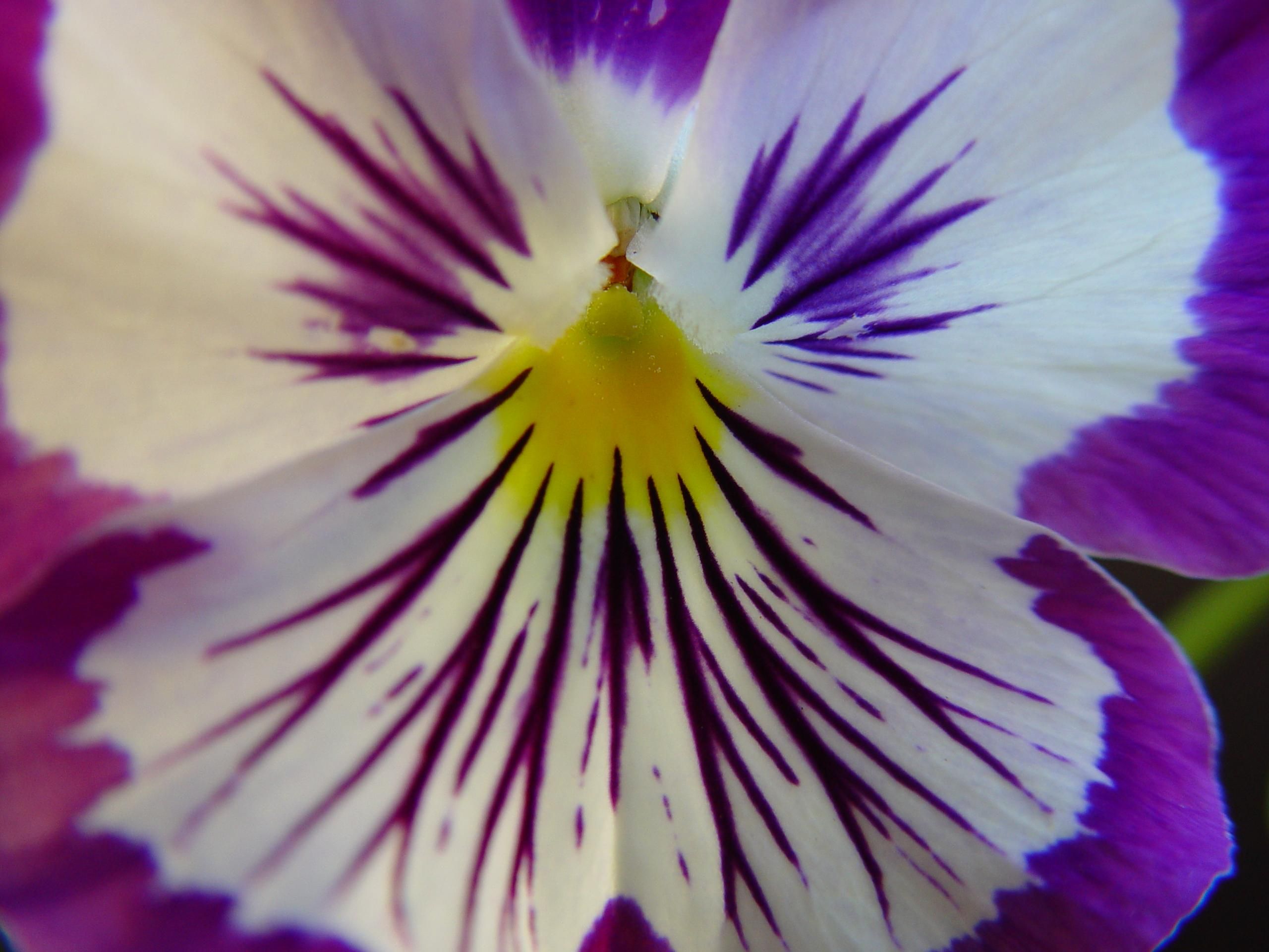 Flower Detail File:Detail of veins in purple flower.jpg