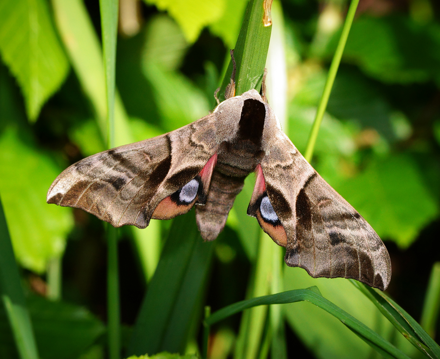 Eyed Hawk-moth