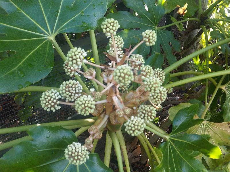 File:Fatsia japonica - wetland 3.jpg