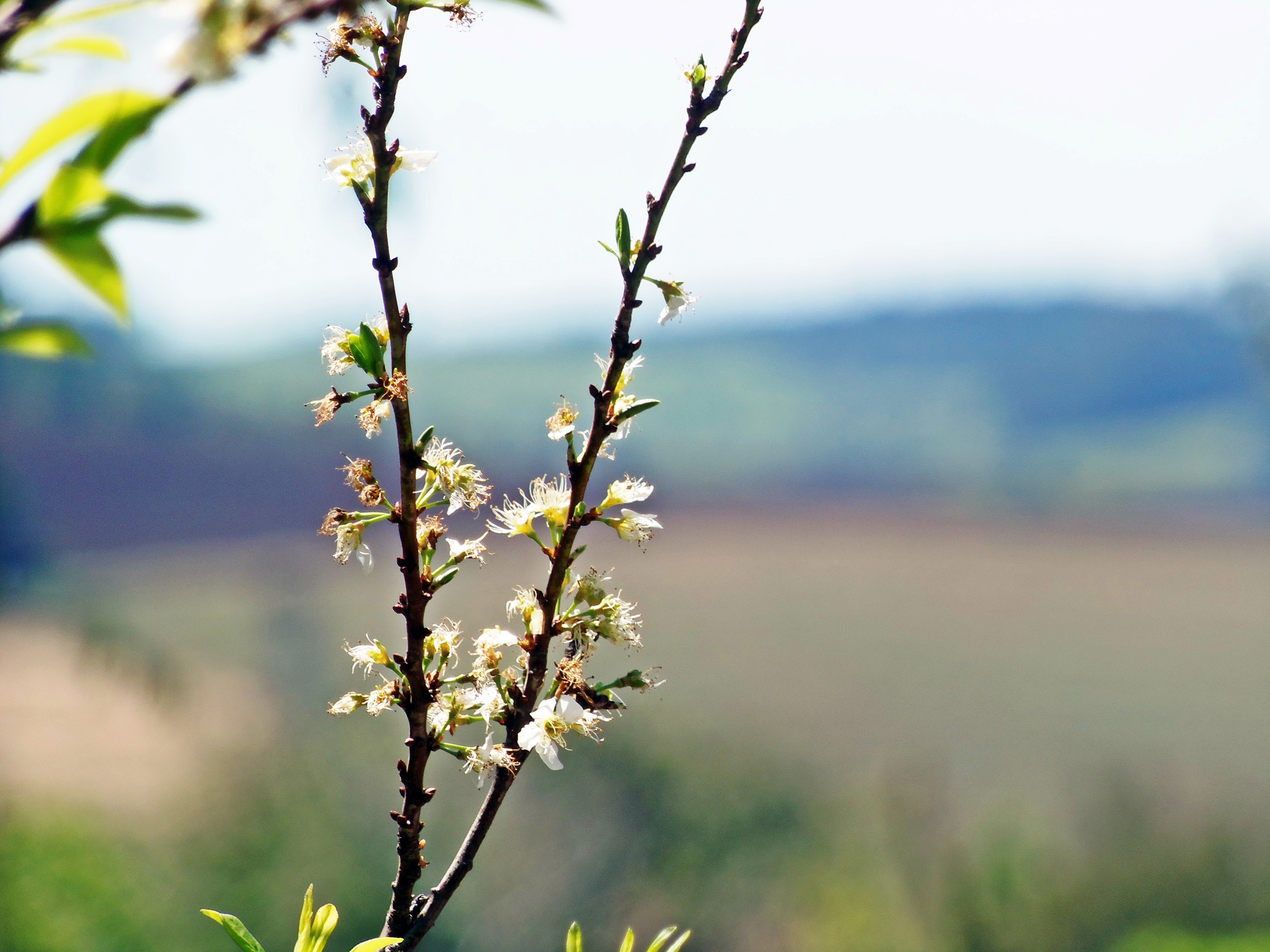 Flor de Verao РљР‘