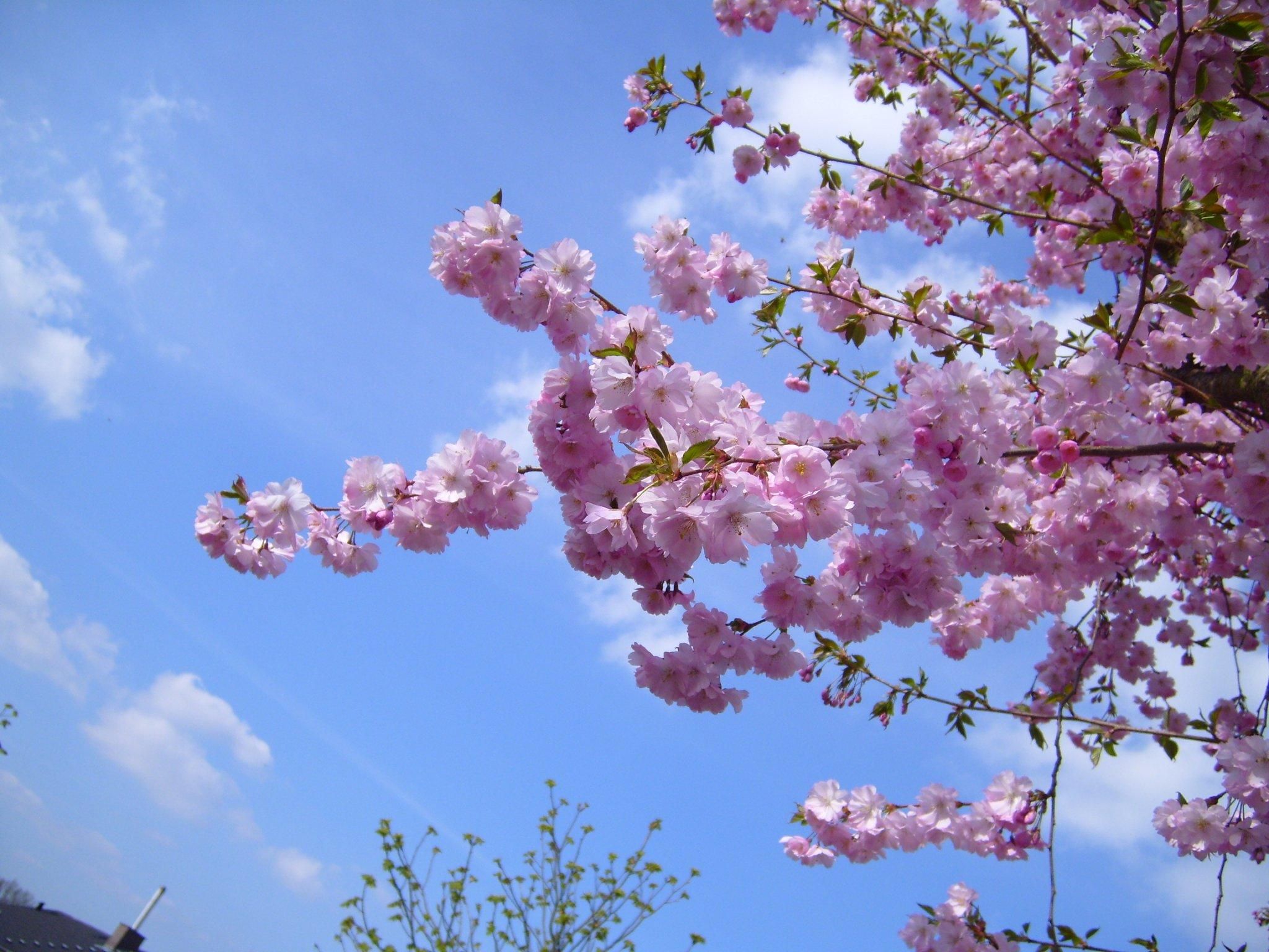 File:Pink Cherry Blossom tree.jpg - Wikipedia