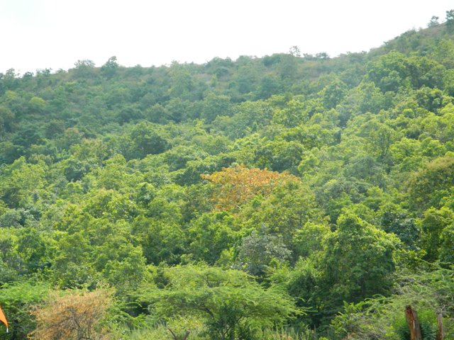 File:Forest at Lonar Lake.jpg