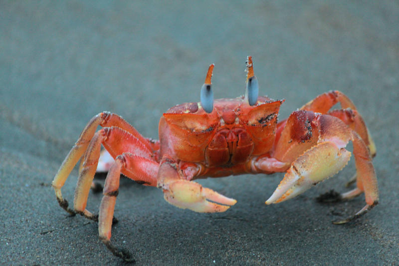 File:Ghost crab - Ocypode gaudichaudii.jpg